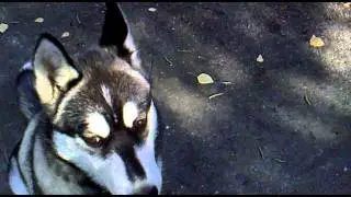 Siberian Husky Training
