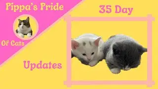 Our Kittens at 35 Days Old