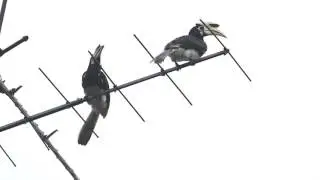 Oriental Pied Hornbills (Anthracoceros albirostris) on TV aerial in Singapore