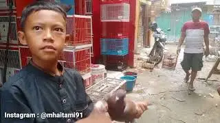 BELI MERPATI BARU over CC DI LAPAK ABAH AGUS GHOIB DI PASAR MERPATI SUKAHAJI