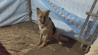 Night vlog video German shepherd dog and puppy  ka 