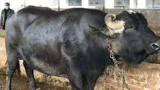 Champion bull #champion #buffalo #bull #hajishoqatdoggar