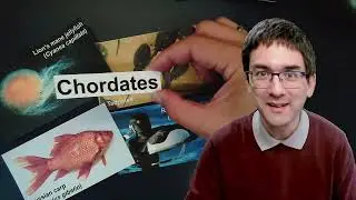 What are the differences between mammals, birds, reptiles, fish and amphibians?