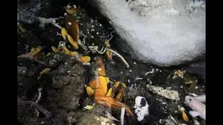 [Wikipedia] Cold seep