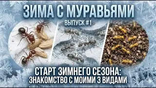 Старт зимнего сезона: знакомство с моими 3 видами | Зима с муравьями (Выпуск №1)