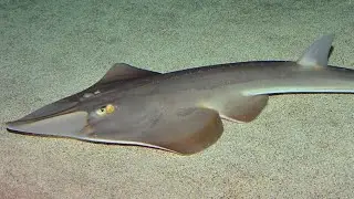Facts: The Guitarfish