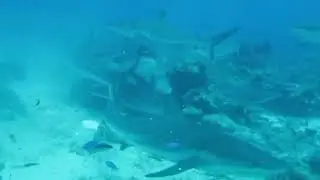 Tiburones en Roat&aacute;n (Sharks in Roat&aacute;n, Honduras) -Wonderwall (Oasis) @pabloplatters1418