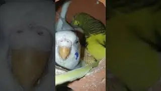 Male and female feeding chicks #birds #feedingchicks#breedingpair #budgies #astralionparrots #youtub