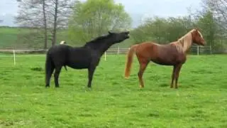 RégaT, jument pas facile