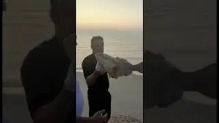 Early morning catch #grouper #angler #fishing #doha #fish #beach #okuma