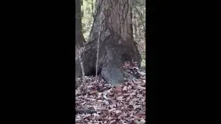 ** BIGFOOT HOT SPOT ~ PART 4 **