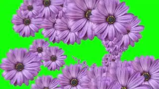 Purple Flower Falling Green Screen | Floral Animation Stock Footage