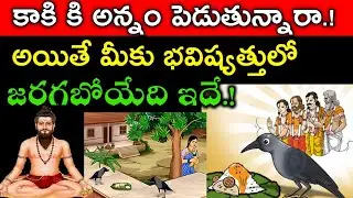 కాకి కి అన్నం పెడుతున్నారా.! అయితే మీకు భవిష్యత్తులో జరగబోయేది ఇదే.! || Kaki ki Annam pedite