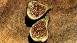 Brown Sugar Crunch - First Breba Fig - thick texture like a CdD - Lovely Fig