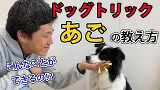 【ドッグトリックやってみた】【犬の芸】【あご】