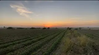 ASMR Walking on Moist Grass Sounds (Crunchy Footsteps & Gentle Wind) - Field Ambience