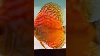 Feeding baby discus brine shrimp 🦐 Day 10 batch 5