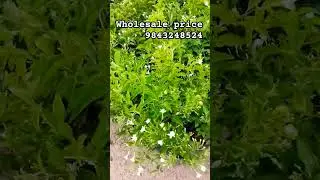 wholesale price bulk orders#new#trending#viral#online#nadavaikku#mullai#jasmine