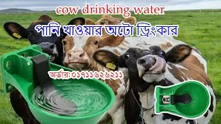 Cow Drinking Water || পানি খাওয়ার অটো ড্রিংকার ||