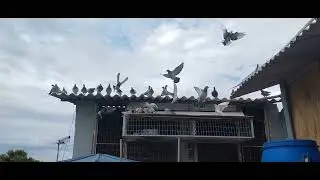 Criação de pombos revoada