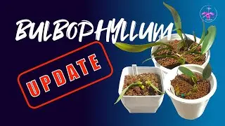 Trias disciflora Set up / Pot up  | Bulbophyllum UPDATE Akadama Experiment #ninjaorchids