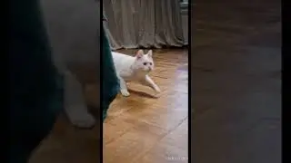 My cat playing with a toy rat