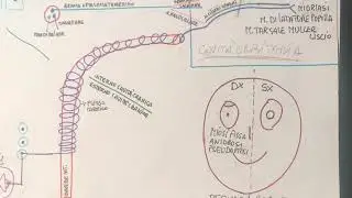 ANATOMIA UMANA, MIDRIASI: tutto quello che devi sapere