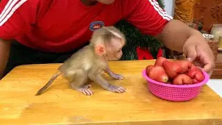 Mnkey Zhuly Walkinq Slowly To Reach When Seeinq ERD Wild-Apple First