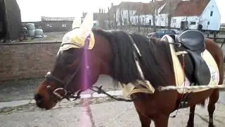 2015 03 11 Silky in z'n nieuw HV POLO setje :-)