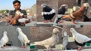 Hunny bhai ke kabutaro ka shok #Rohtakkabutarbaazi