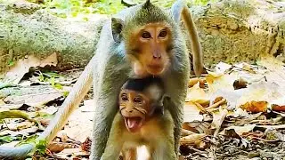 Cry Seizures Ellis Monkey To Call Emergency Mom Elsa To Help!