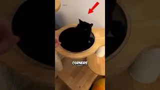 Исчезающая черная кошка 😳 #шорты
