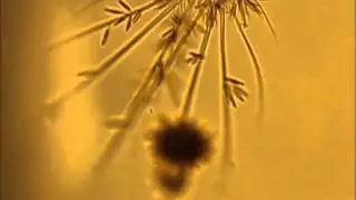 Acartia longiremis II