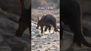The Fascinating World of Aardvarks: Discovering the Secrets of Earth's Oddball Creature