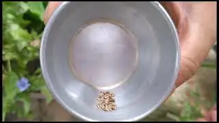 COMO COLHER SEMENTE DE CHIC&Oacute;RIA