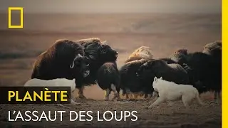 Une meute de loups se lance &agrave; l'assaut d'un troupeau de b&oelig;ufs musqu&eacute;s