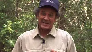 64 White Tailed Deer Discovering Alabama