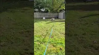 How to STOP Fence Fighting with a RELIABLE Recall (Dog Training Tips) #canecorso #dogtraining