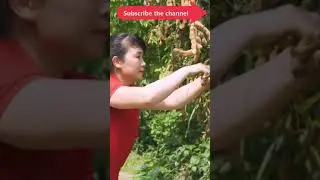 Harvest Tamarind । Harvesting and Cooking ।তেঁতুলের আচার।