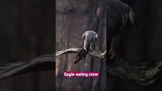 Eagle eating crow #trending #birds #eagle #crow #viral #reels #animals #shortsvideo #fight #ytshorts