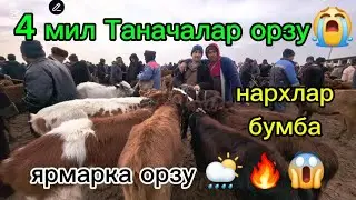 Таначалар Бузокчалар 18 , 01,2026Карши карвон мол бозори, qarshi karvon mol bozori tanachalar buzuq