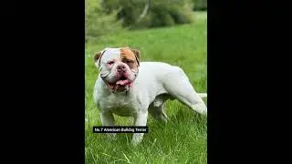 Top 10 Worst Dog Breeds for First Time Owners!!