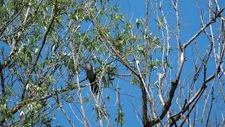 Kuckuck, Kuckuck! Vogellaut Vogelruf cuckoo sound noise bird