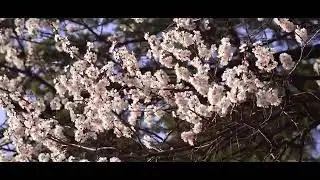 JULUH JUWAN HOLMO ll NEW SANTALI VIDEO SONG ll NIRMALA KISKU SOREN ll 2022