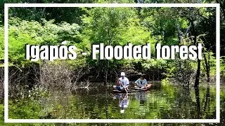 Igap&oacute;s - Flooded Forest (Amazon Rainforest)