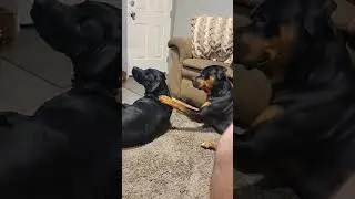 Zuko was confused 🤣 ( Rottweiler & Supermutt)