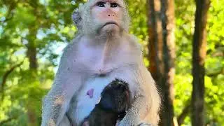 Oh no Baby Astro cry in hand grandmother Bonita , Because he got kid nap