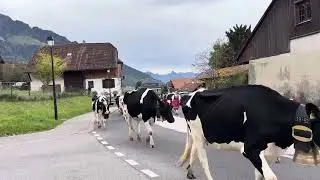 Désalpe de la famille Piller 2024