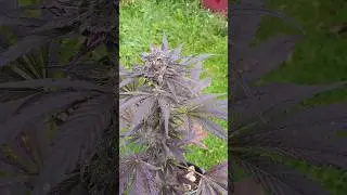 peanut butter breath super purple