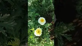 Crown Daisy🌼Glebionis coronaria🌼Japanese Greens🌼Garland chrysanthemum🌼#nature#shorts#beautyofnature
